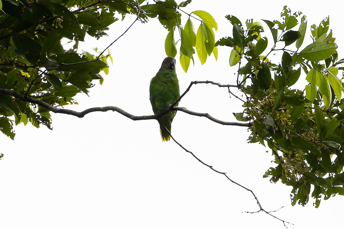 Red-cheeked Parrot - ML633333295