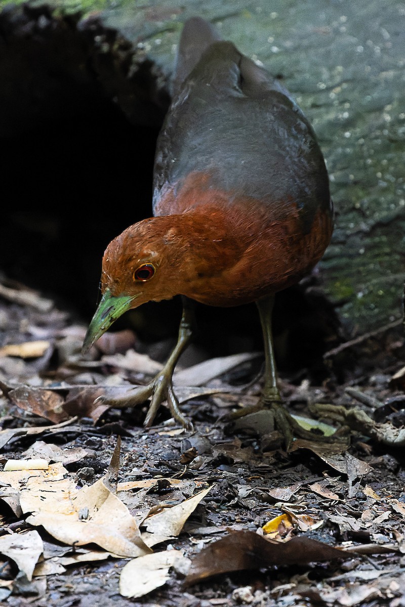 Red-necked Crake - ML633333333