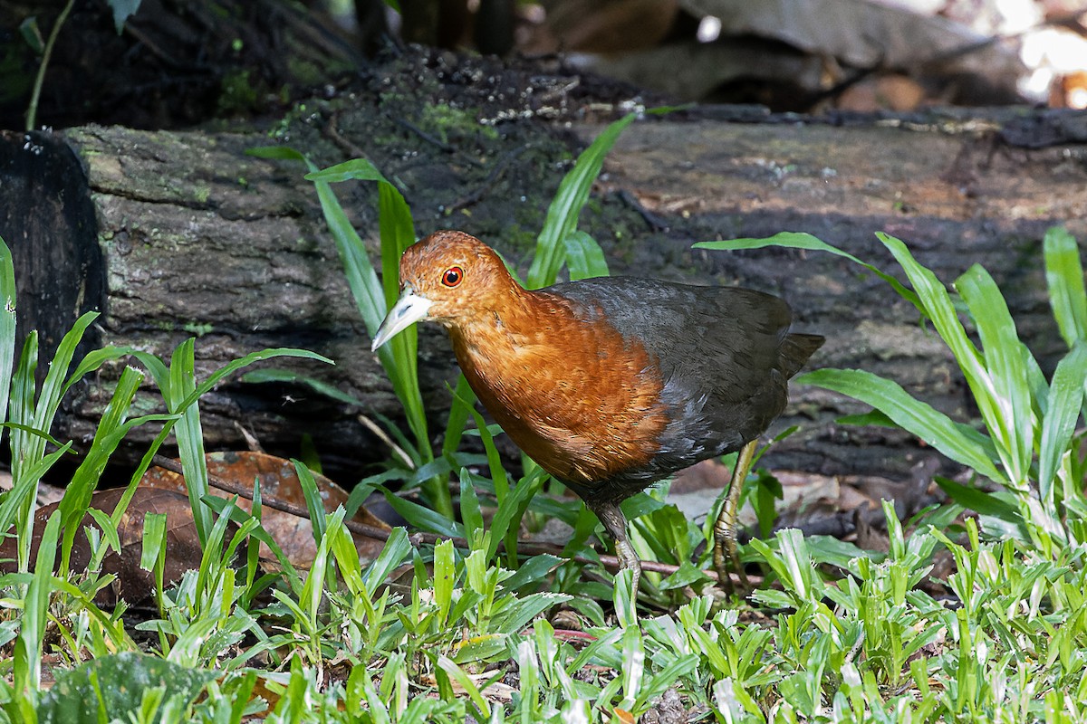 Red-necked Crake - ML633333334
