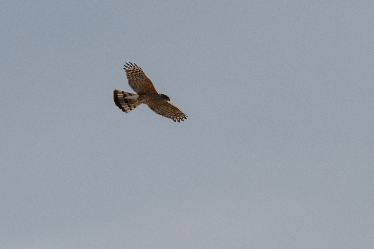 Cooper's Hawk - ML633333433