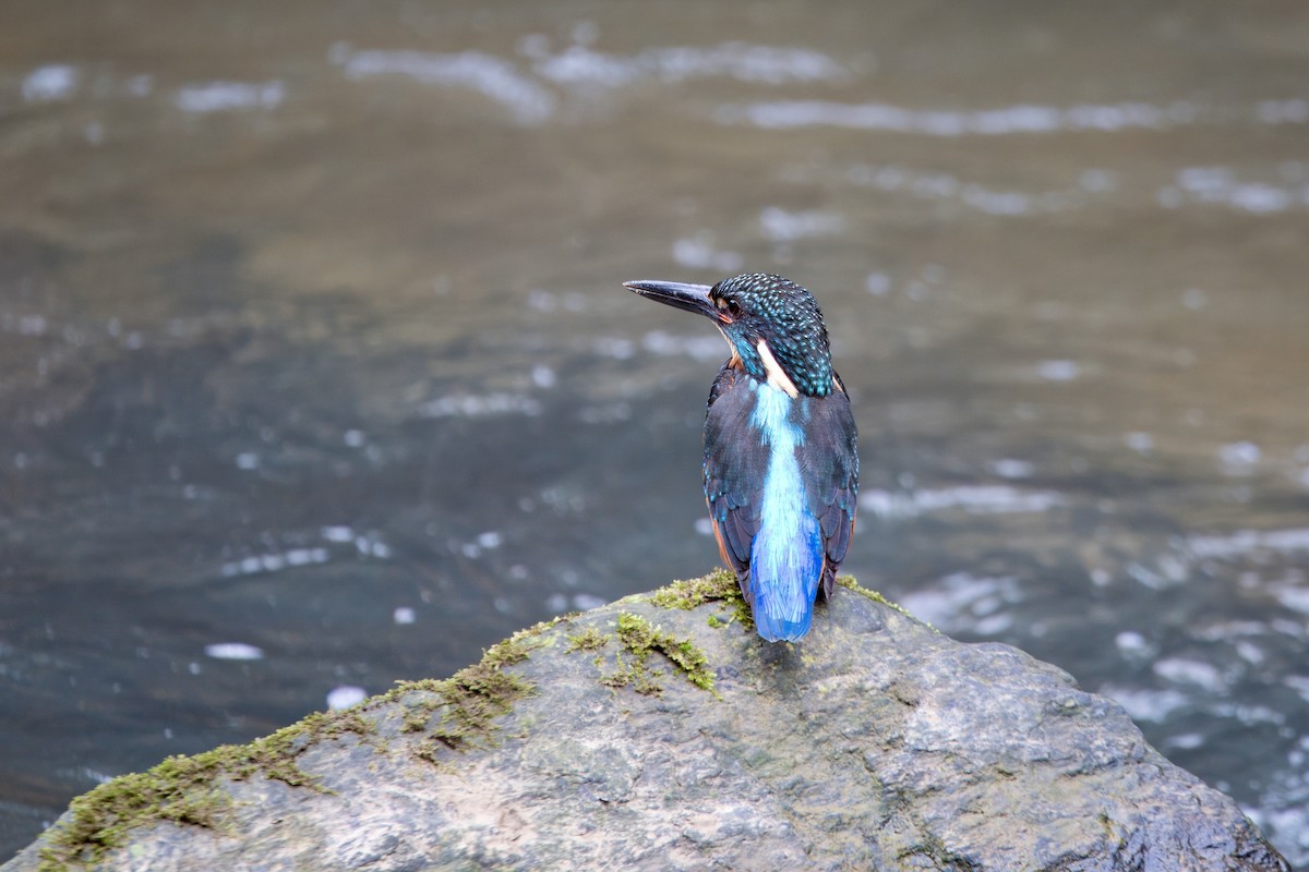 Blyth's Kingfisher - ML633333498