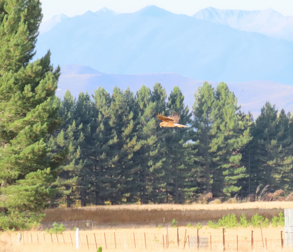 Swamp Harrier - ML633333520