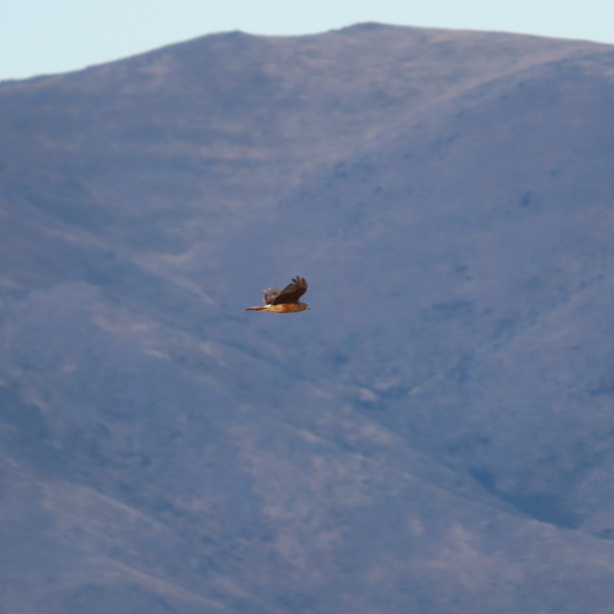 Swamp Harrier - ML633333521