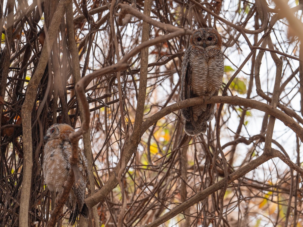 Mottled Wood-Owl - ML633333776