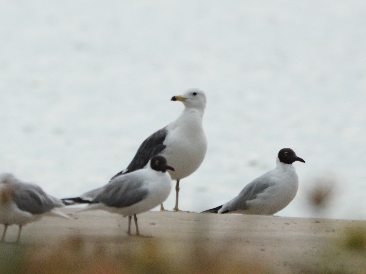 Lesser Black-backed Gull - ML633333798