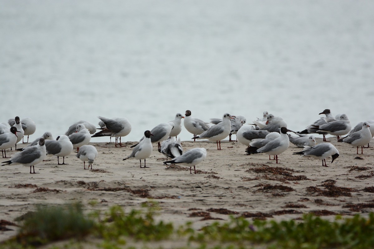 Brown-headed Gull - ML633333802