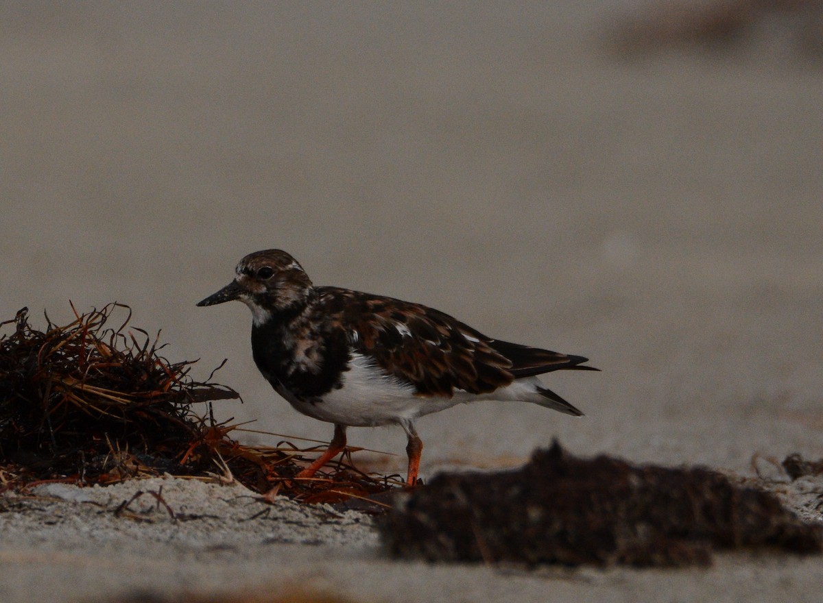 Ruddy Turnstone - ML633333888