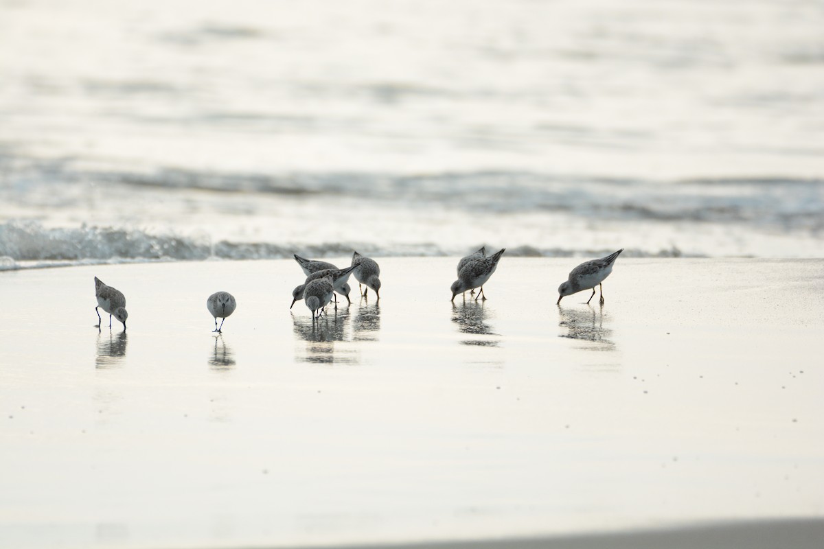 Sanderling - ML633333913