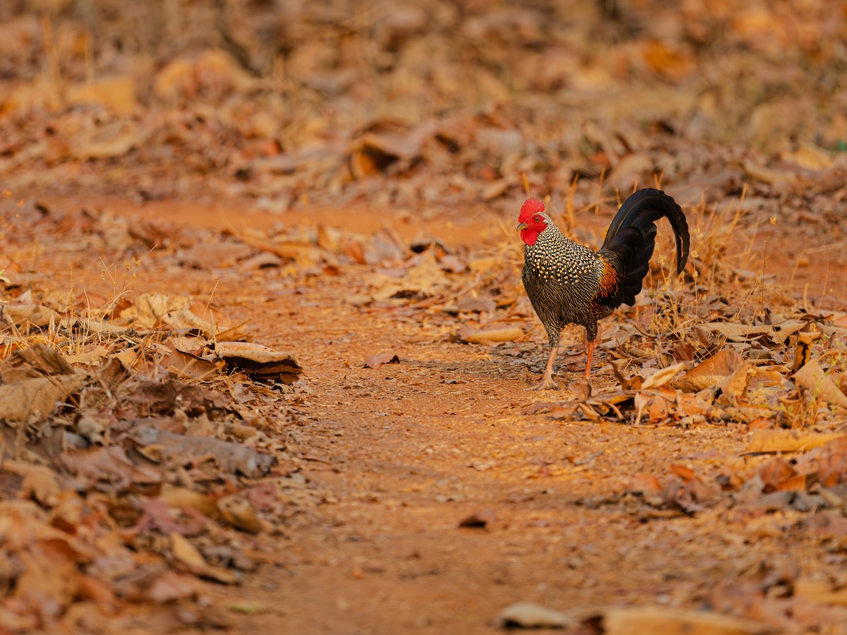 Gray Junglefowl - ML633333927
