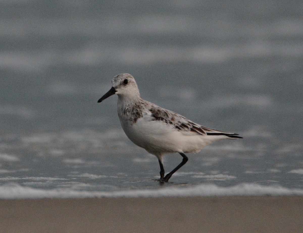 Sanderling - ML633333956