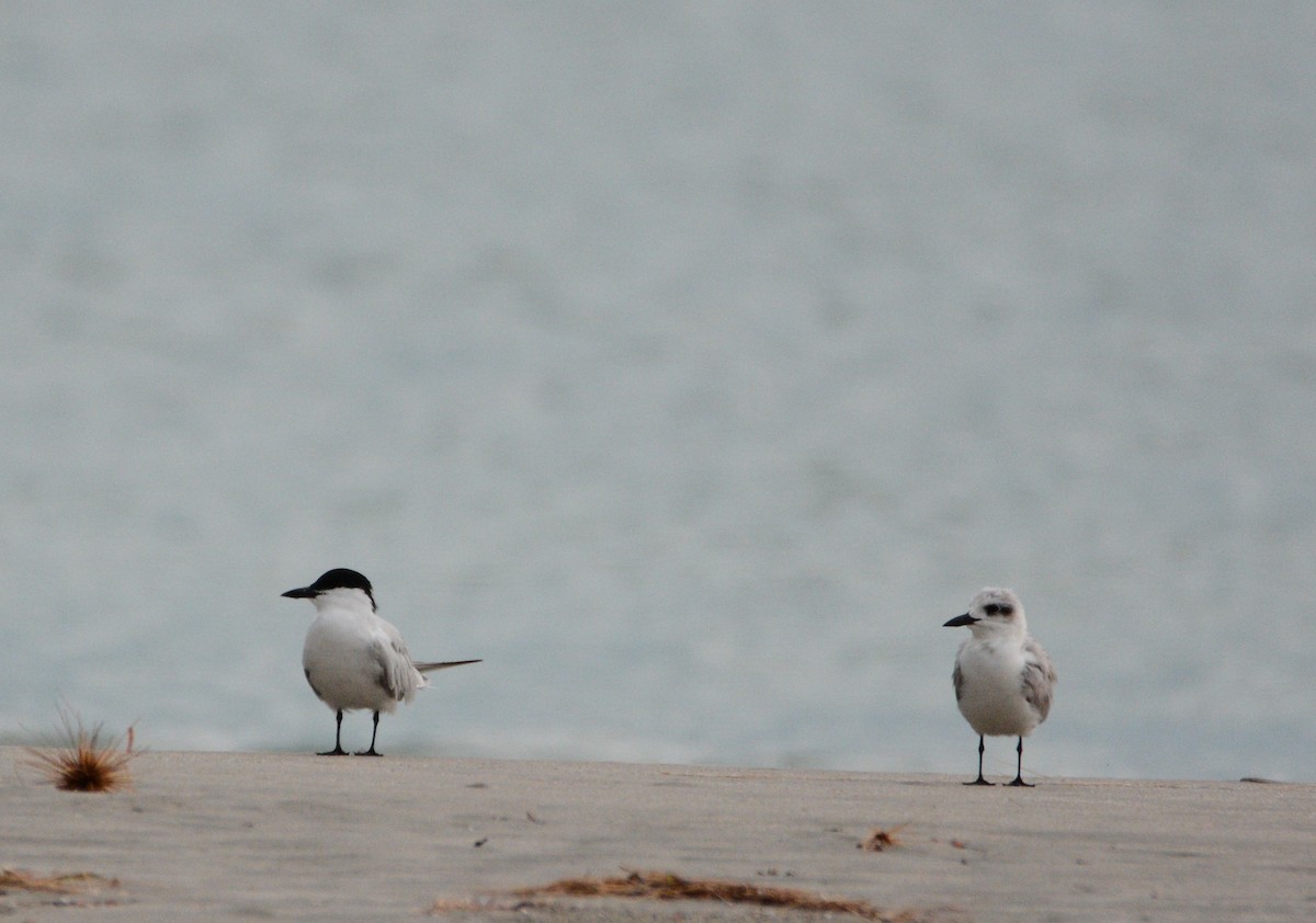 Gull-billed Tern - ML633333981