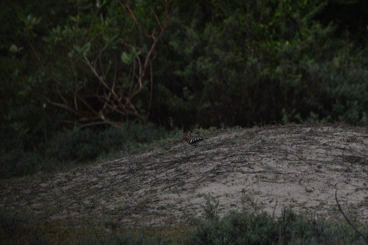 Common Hoopoe (Eurasian) - ML633333989