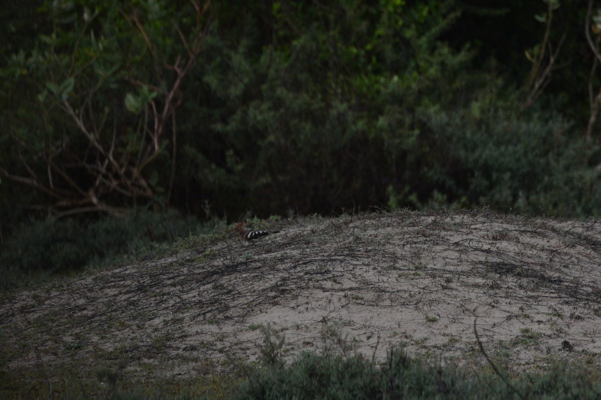 Common Hoopoe (Eurasian) - ML633333990