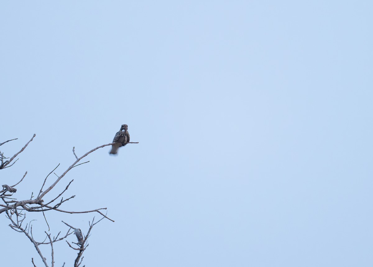 南亞夜鷹 - ML633333998