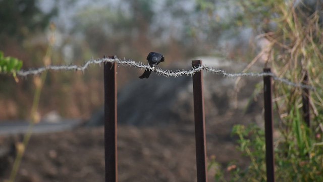 Black Drongo - ML633334019