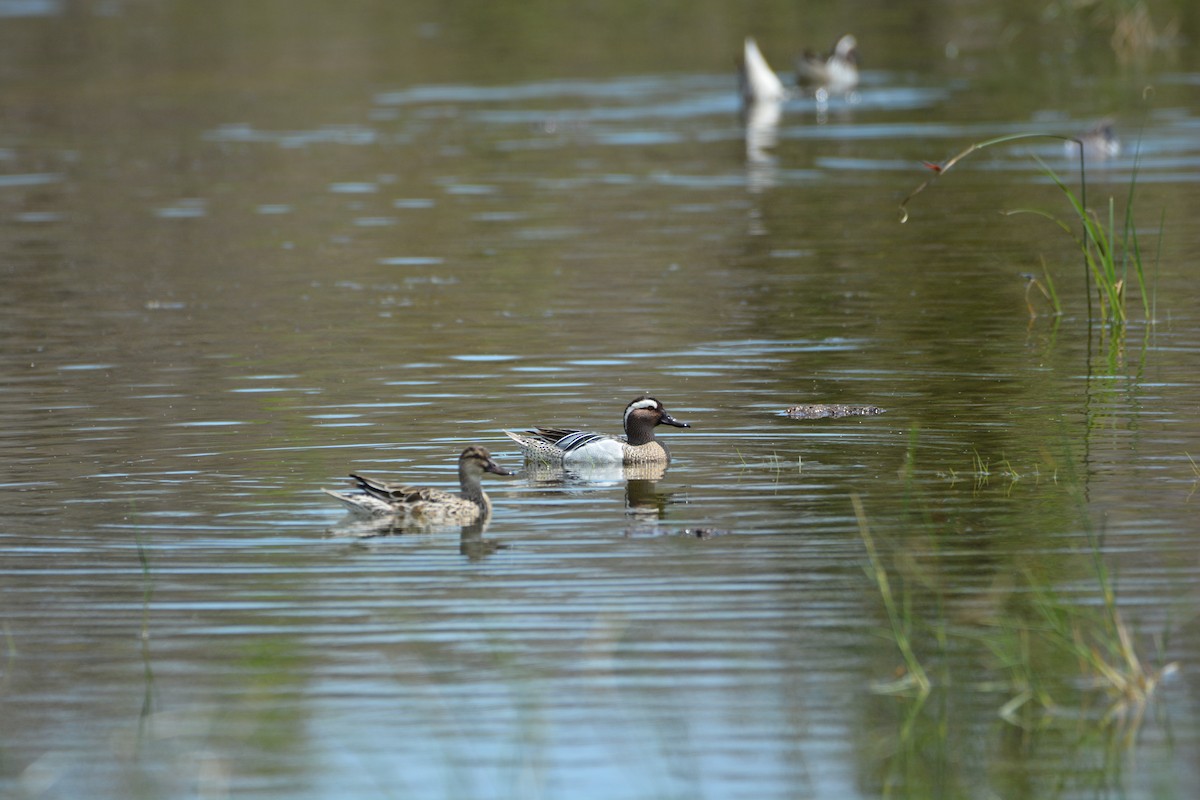 Garganey - ML633334112