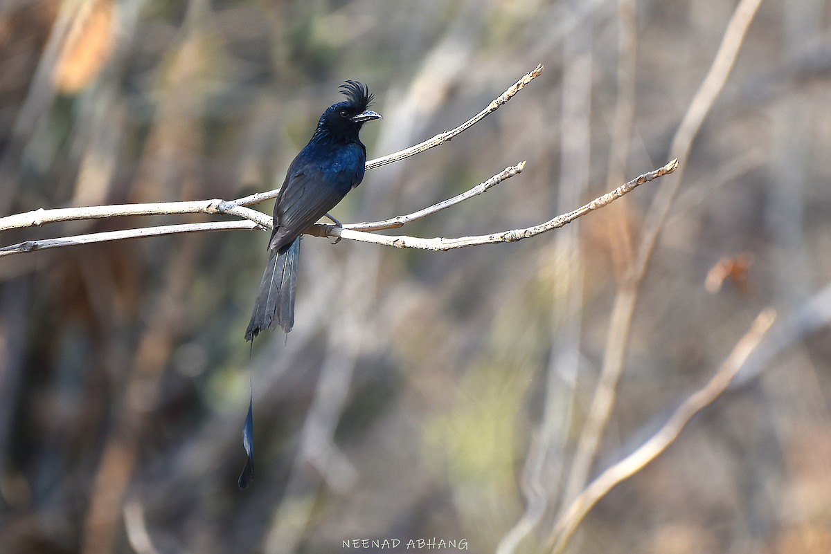 Greater Racket-tailed Drongo - ML633334155