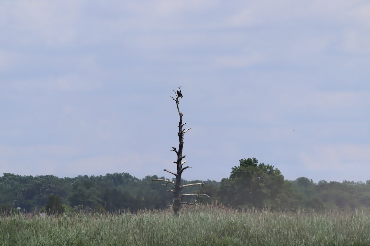 Bald Eagle - ML633334177