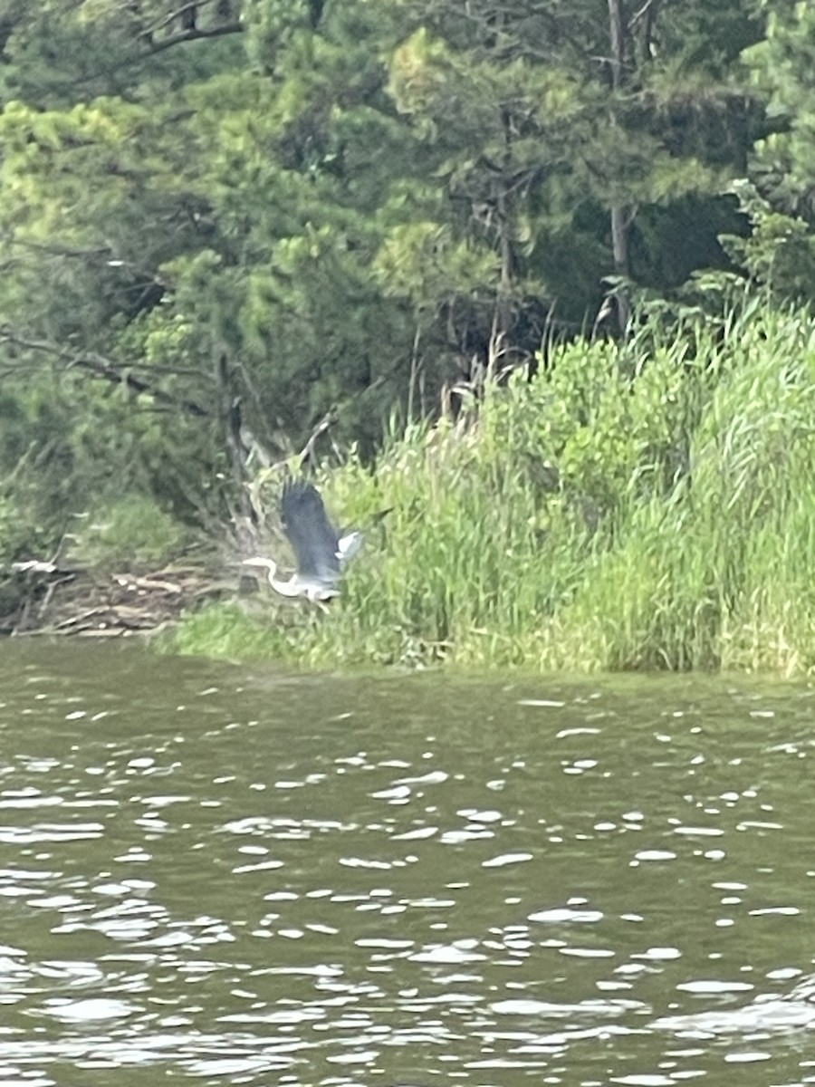 Great Blue Heron - ML633334197