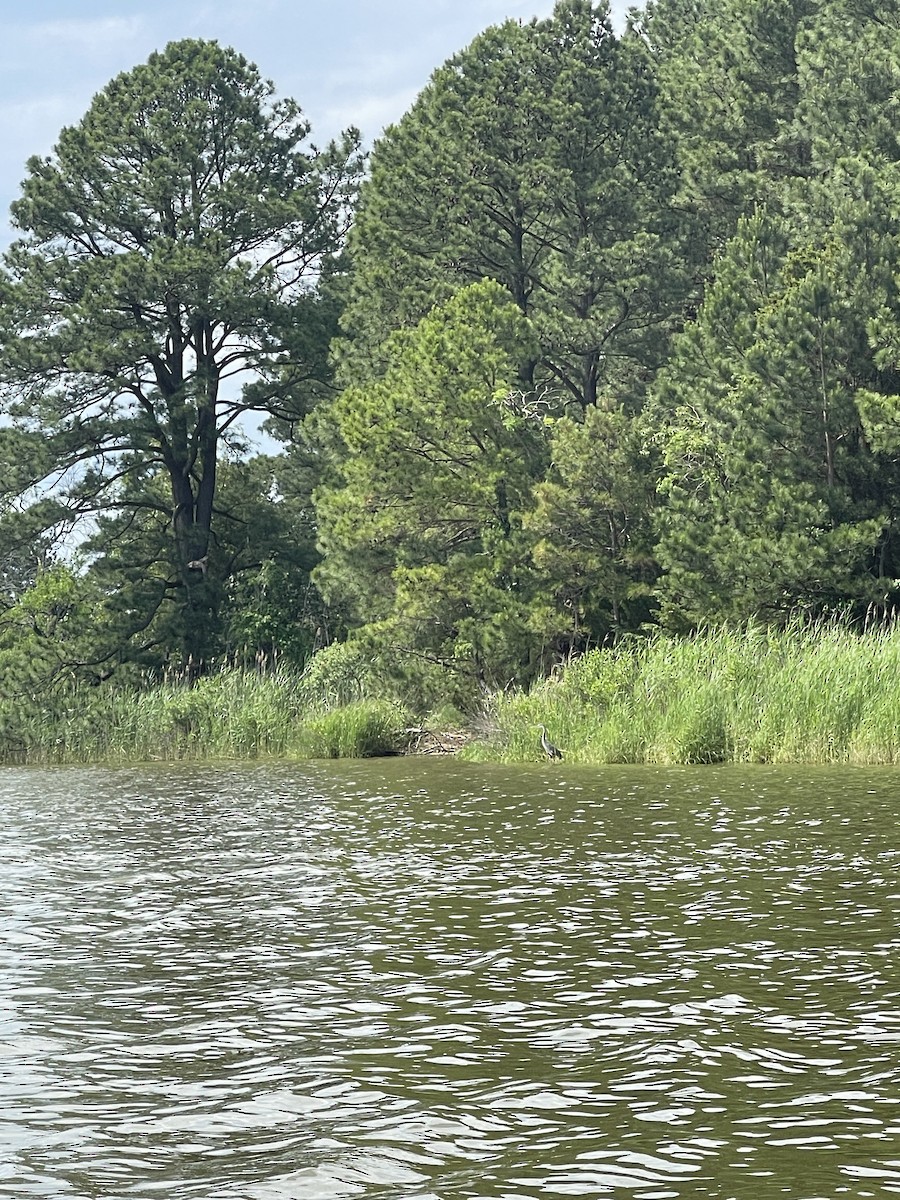 Great Blue Heron - ML633334198