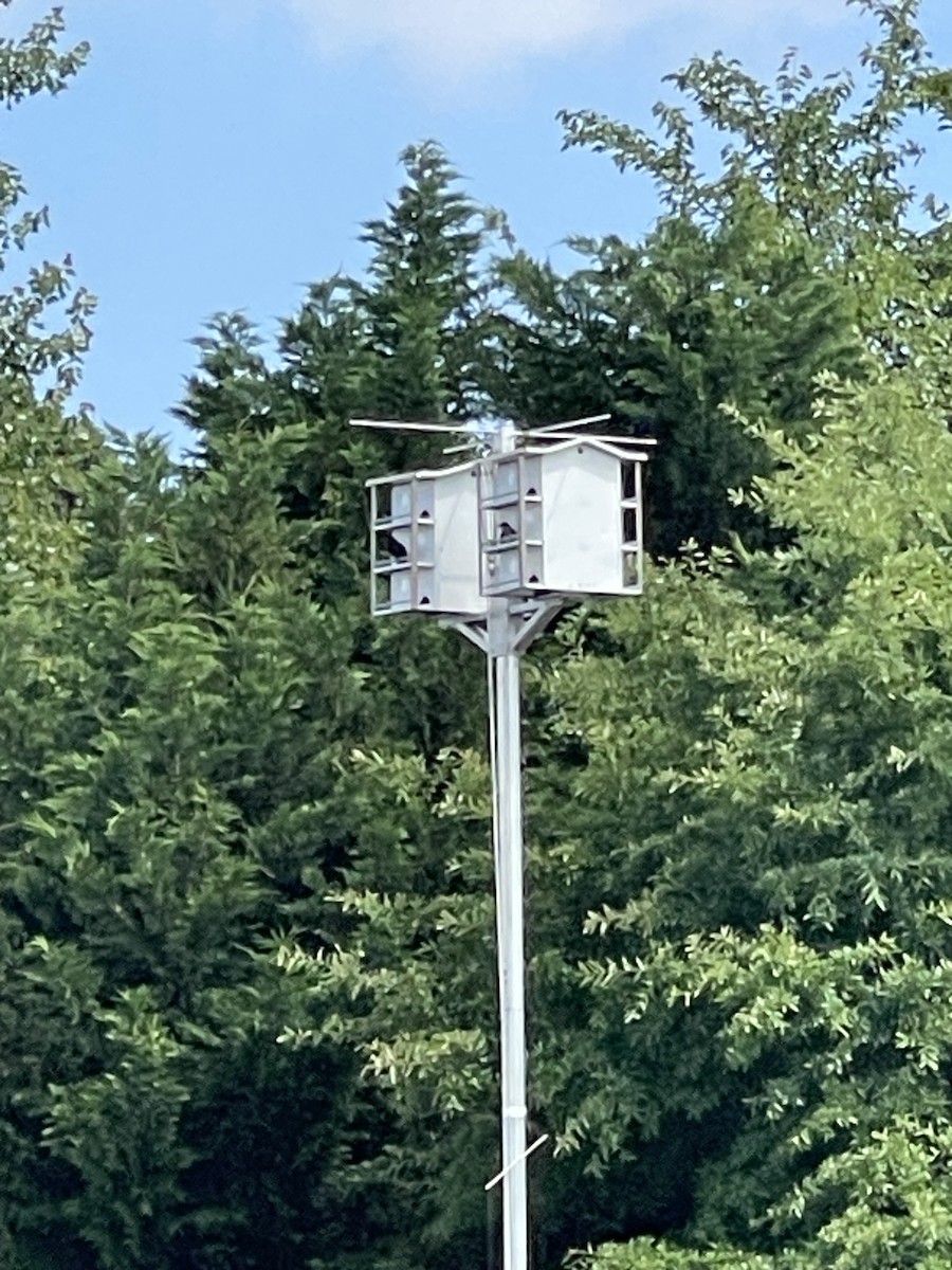 Purple Martin - ML633334206