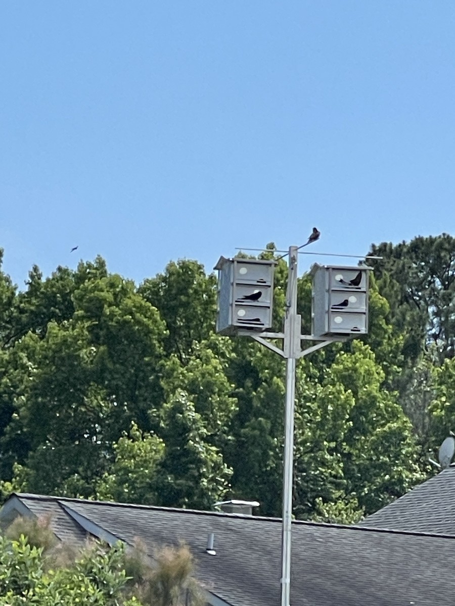 Purple Martin - ML633334207
