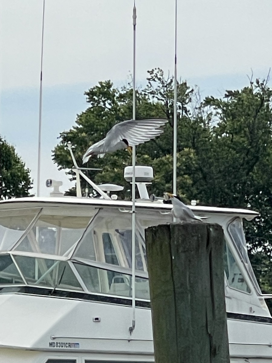 Least Tern - ML633334261