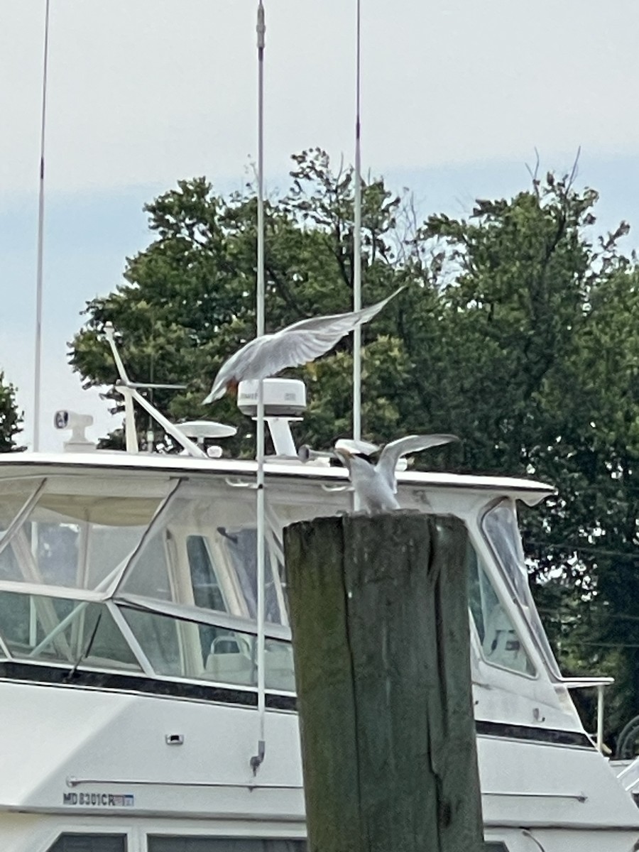 Least Tern - ML633334262