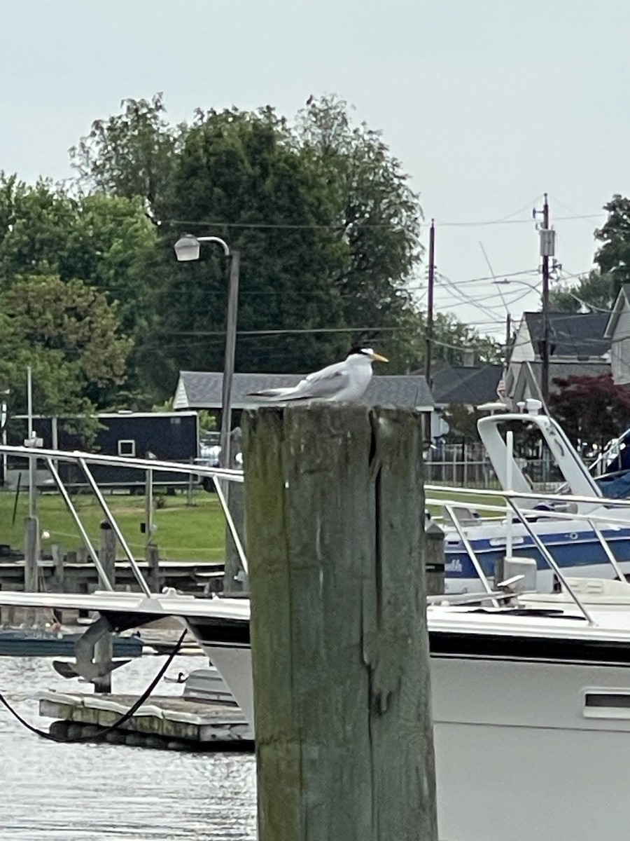 Least Tern - ML633334263