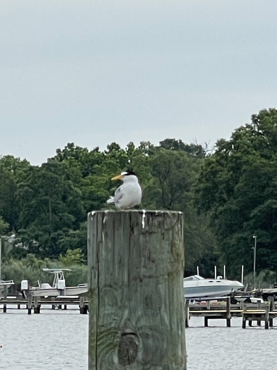 Least Tern - ML633334264