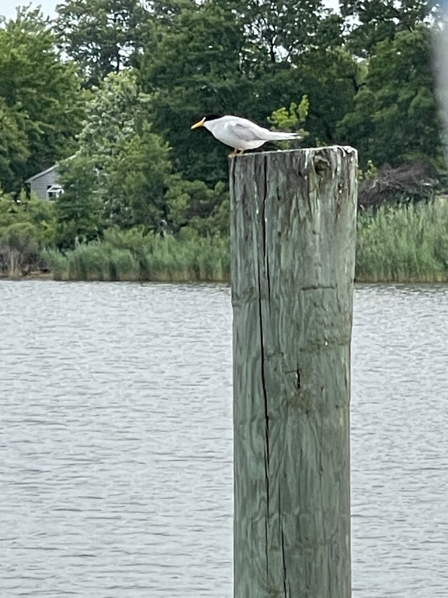 Least Tern - ML633334265