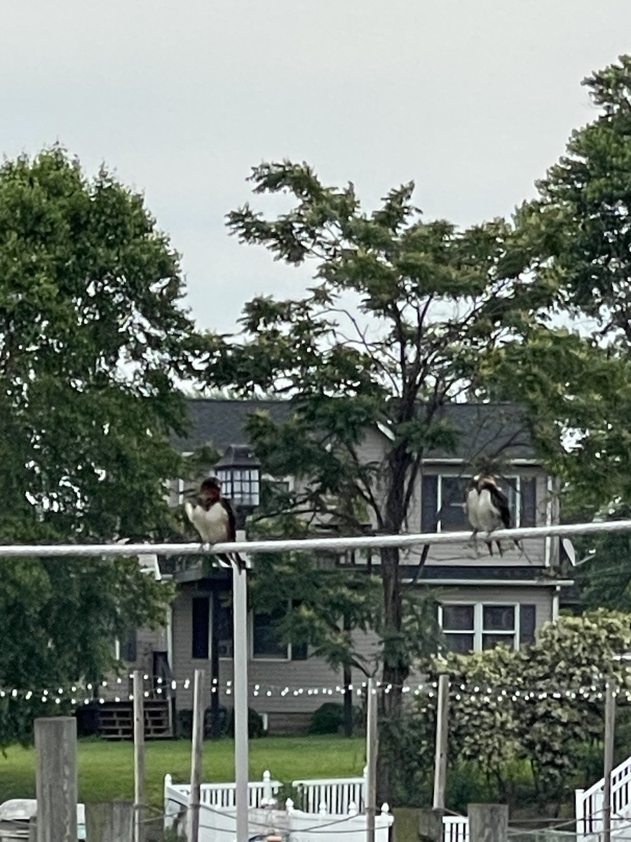 Barn Swallow - ML633334286