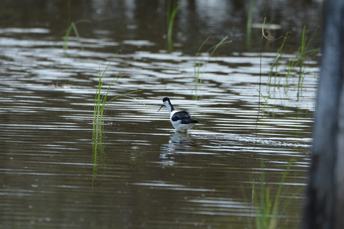 Black-winged Stilt - ML633334310