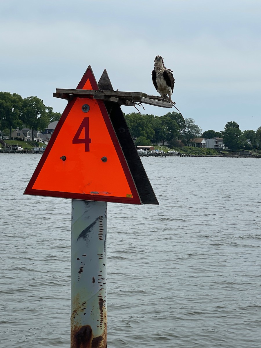 Osprey - ML633334342