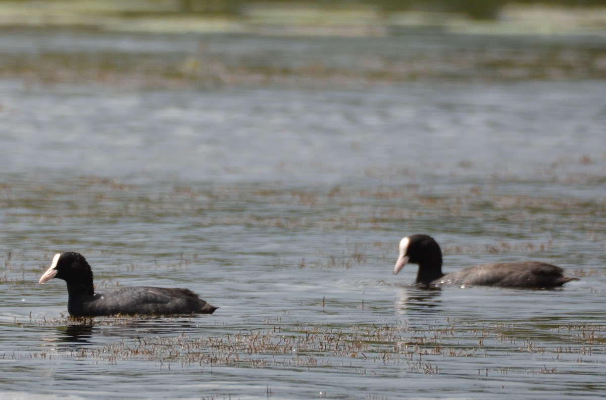 Eurasian Coot - ML633334397