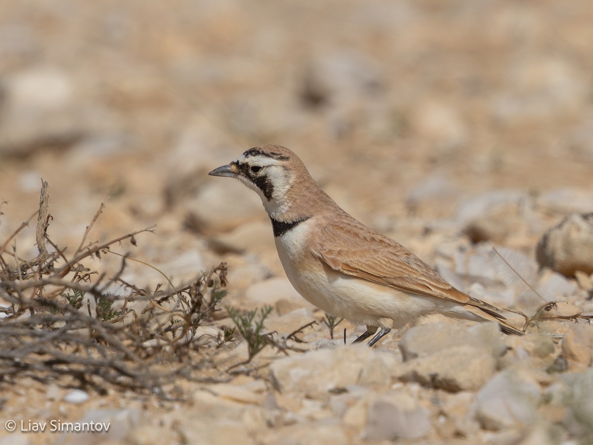 Temminck's Lark - ML633334442