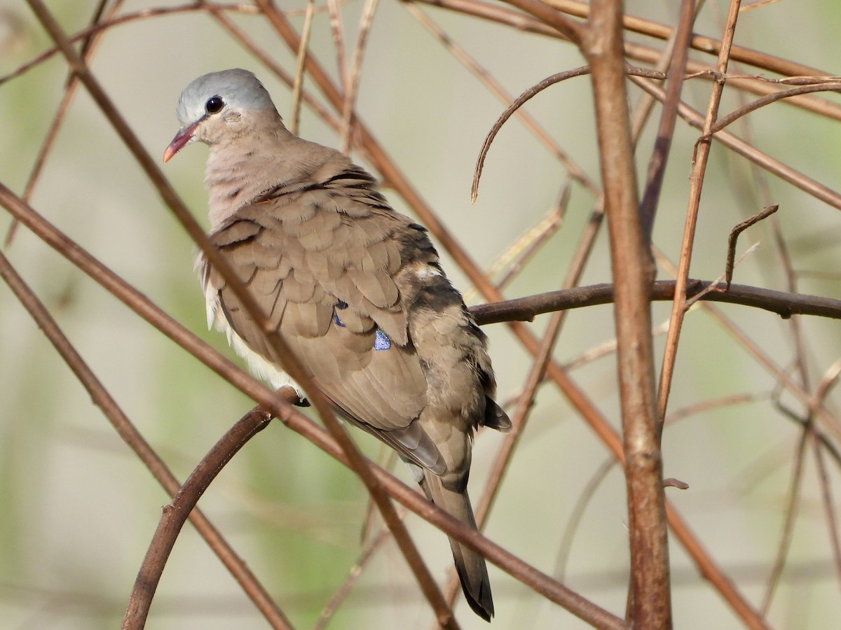 Blue-spotted Wood-Dove - ML633334489
