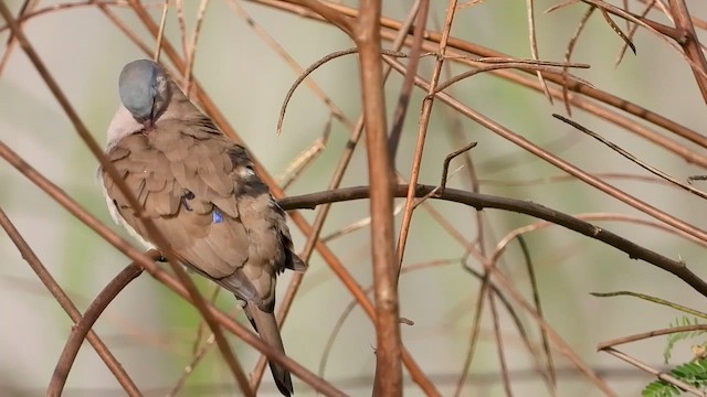 Blue-spotted Wood-Dove - ML633334490