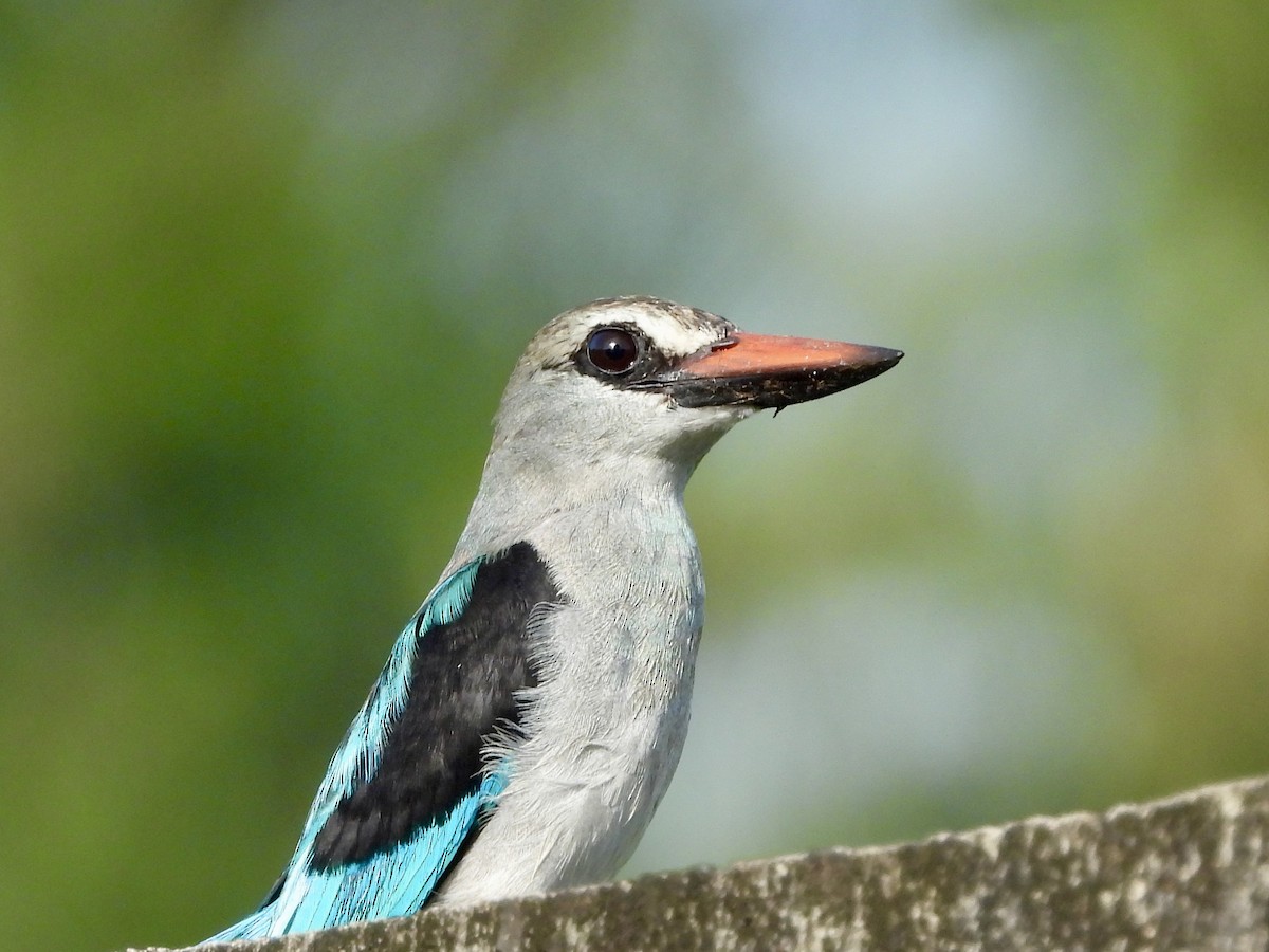 Woodland Kingfisher - ML633334492