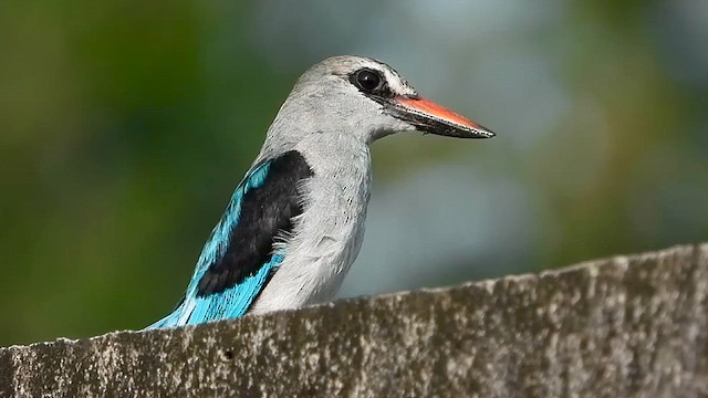Woodland Kingfisher - ML633334493