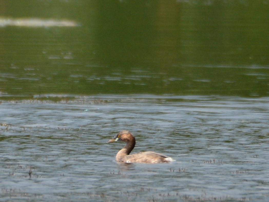 Little Grebe (Little) - ML633334499
