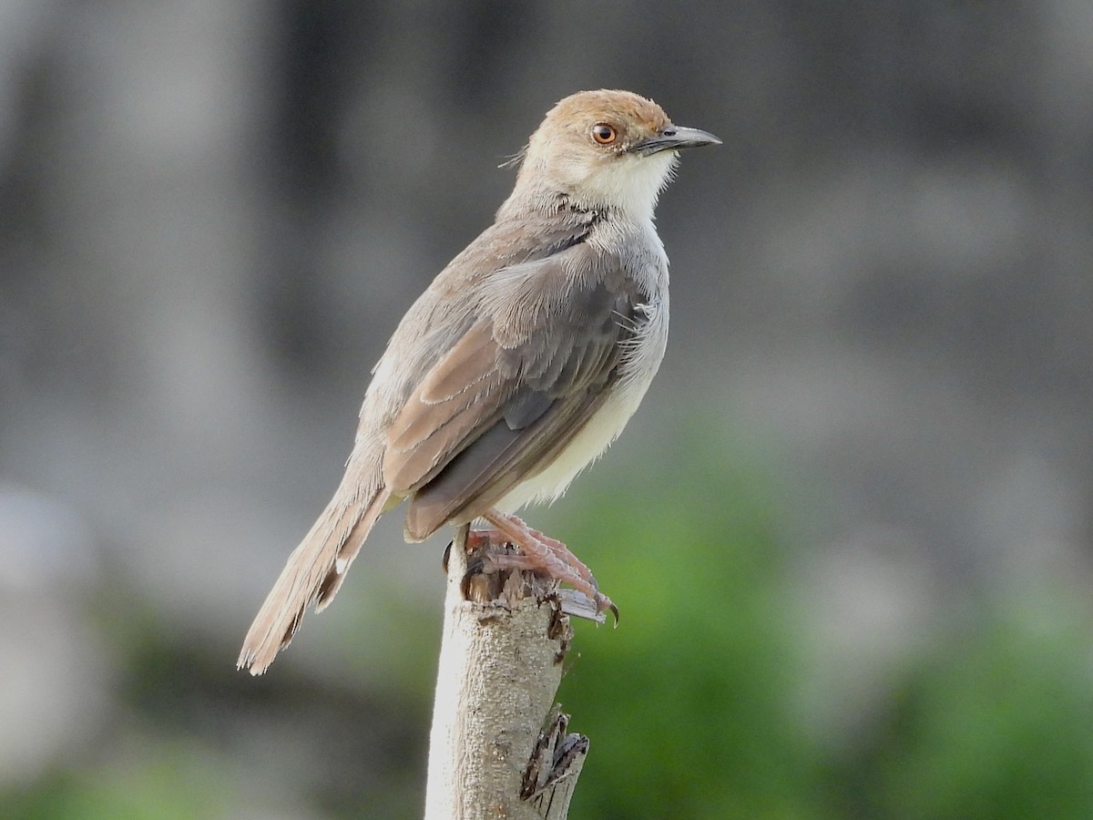 Chattering Cisticola - ML633334503