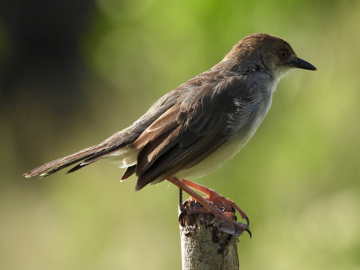 Chattering Cisticola - ML633334504