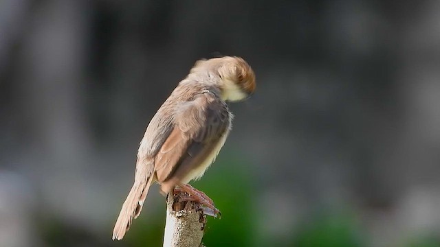 Chattering Cisticola - ML633334505