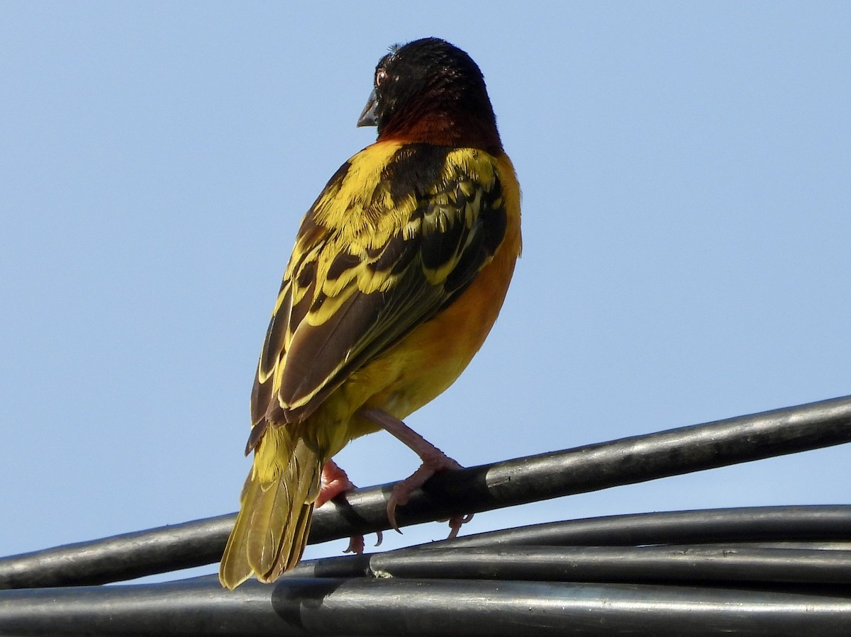 Village Weaver - ML633334515