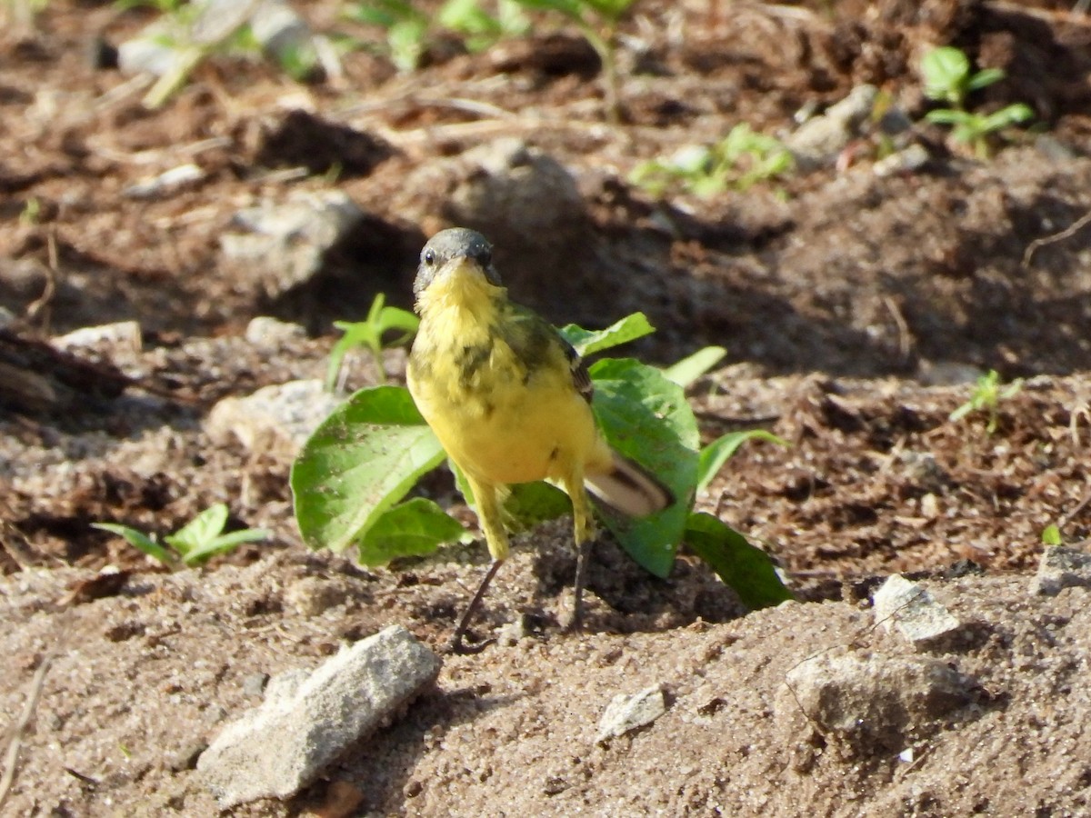 Western Yellow Wagtail - ML633334520