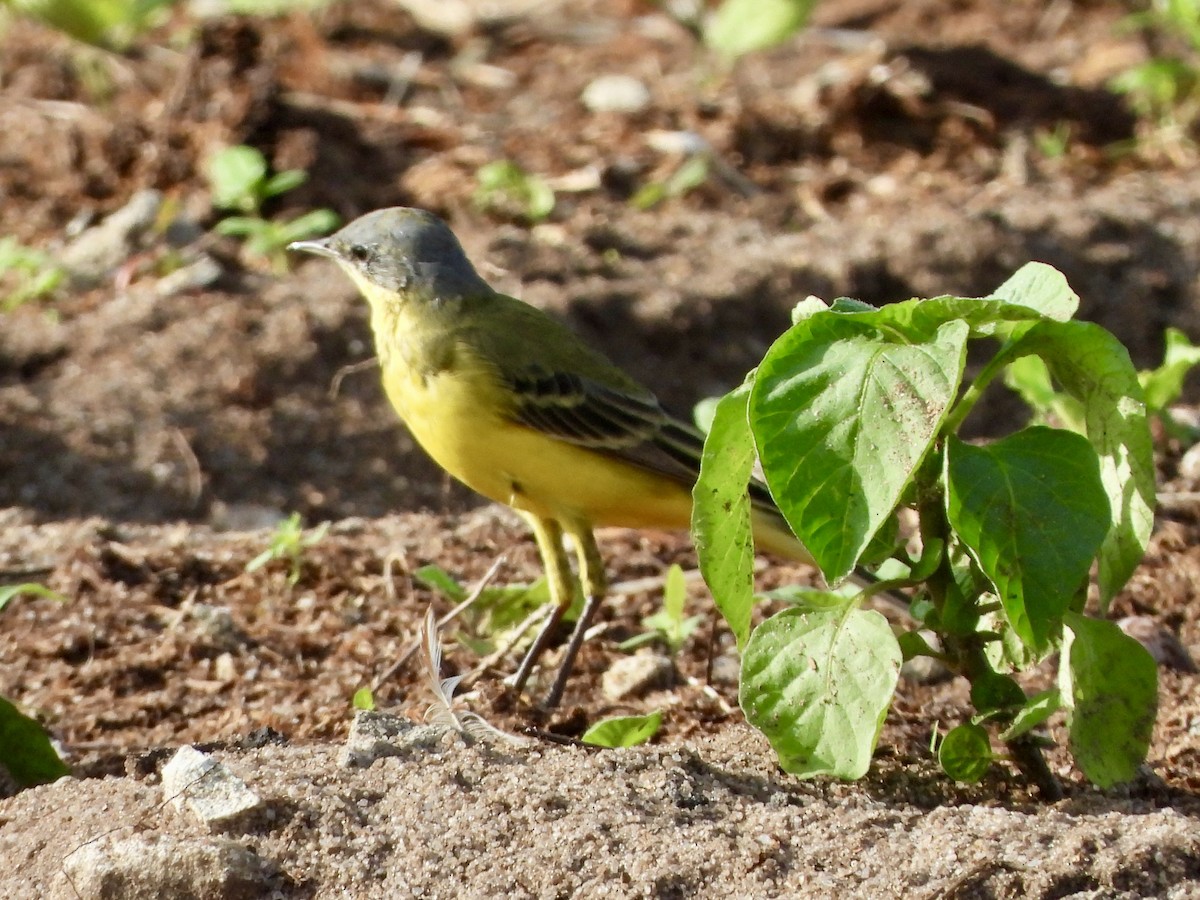 Western Yellow Wagtail - ML633334521