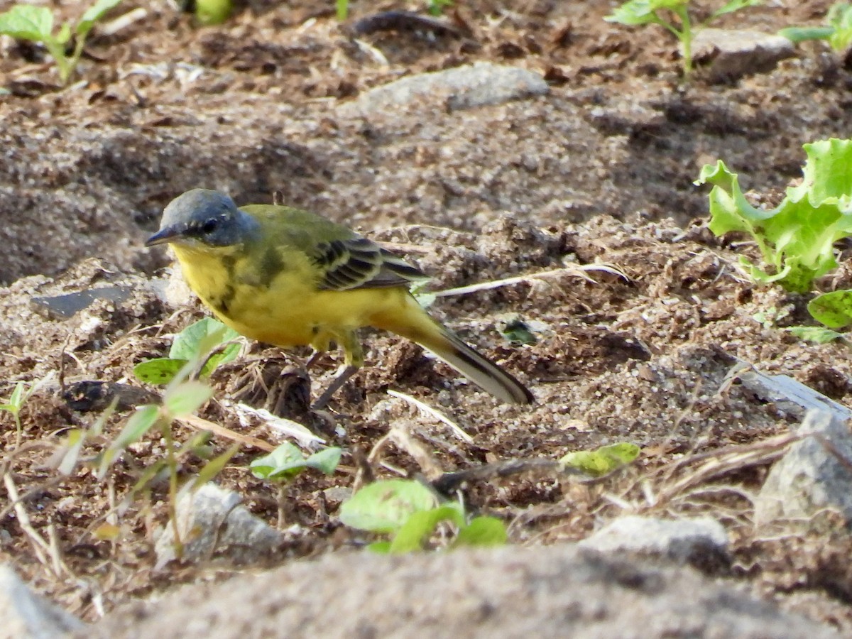 Western Yellow Wagtail - ML633334522