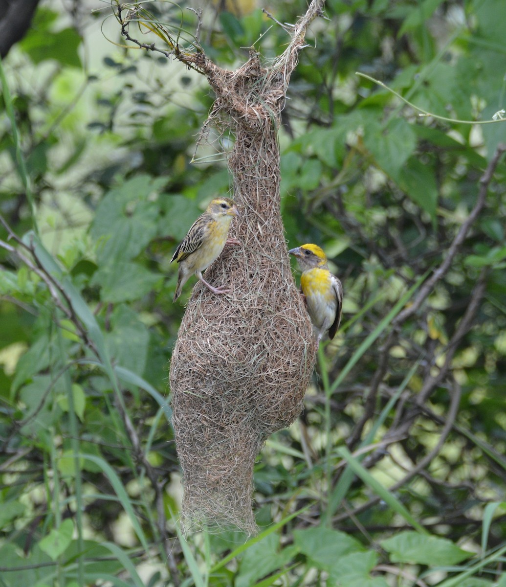Baya Weaver - ML633334541