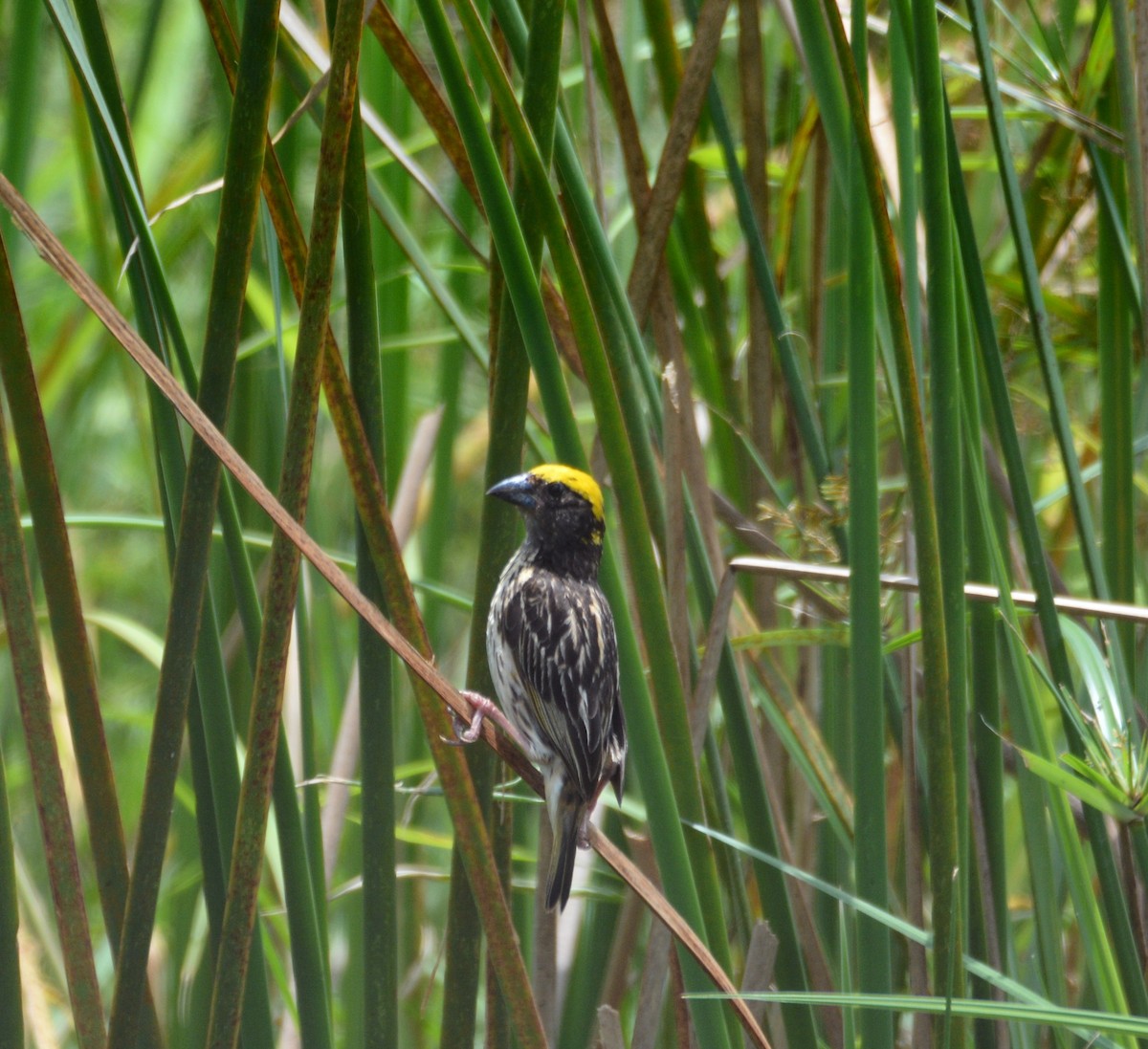 Streaked Weaver - ML633334554